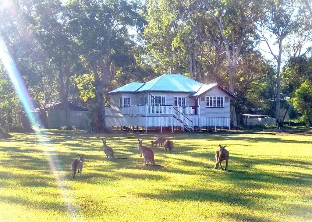 Lake Weyba Noosa Lodge & Kangaroos